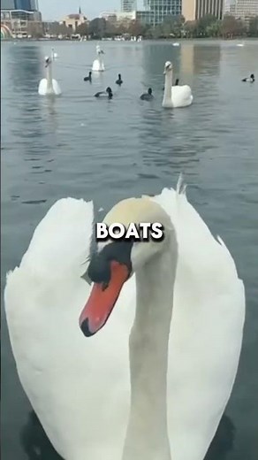 Australian Magpie – Known for dangerous swooping attacks during breeding season.