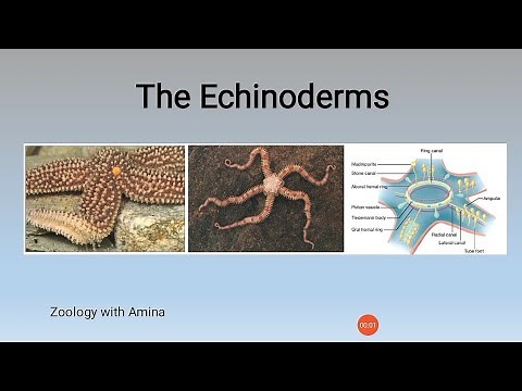 General characteristics of phylum Echinodermata | Zoology with Amina