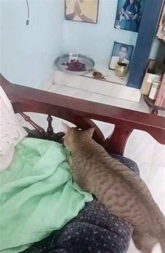 WWF with rubber lizard #cat #funny #cute #cutecat