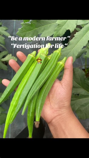 Okra Harvesting from Fertigation System #fertigasi #bendi #pertanianadalahperniagaan #peetanianmodern #kebunfertigasi #fertigasimalaysia #sakata #fertigation