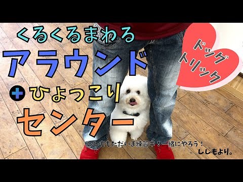 【犬の芸】 ドッグダンス導入編 ドッグトリック：アラウンドとセンターを教えてみよう！