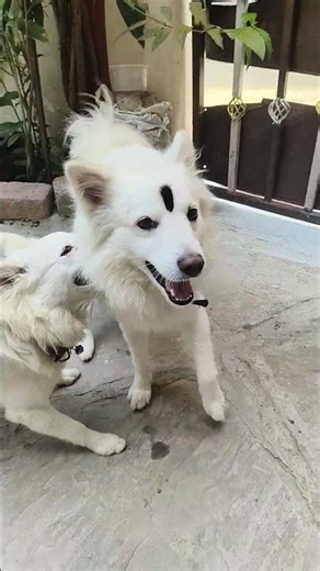 Funny Puppy masti video #puppy #dogs #cute #puppylife #dogshorts