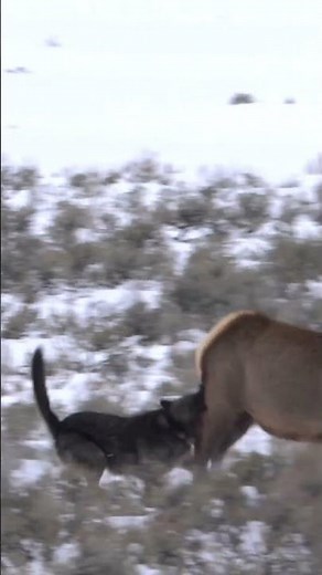 Wolf chasing elk in Lamar Valley, Yellowstone 🐺#wildlife #wolves #yellowstone #animals #nature