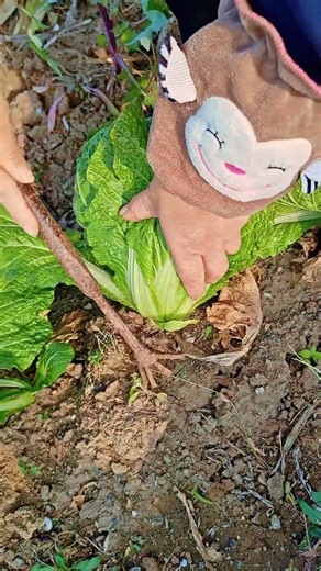 I tried to uproot it, but I used the wrong force #DiggingForVegetables