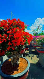 ikaw pa rin PPT.. #bougainvillea #bougainvilleaflowers #pink #flowers #garden #fbreels2025 #facebookreel #StarSender #reelsfacebook #reelsfb #fbreels #followers | Ed Cel