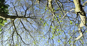the green foliage of the sycamore tree in the spring season, the first spring foliage of a young sycamore in the park