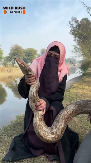 Indian Rock Python #snake #wildanimals #wildlife #wildliferescue #The wild Rush couple