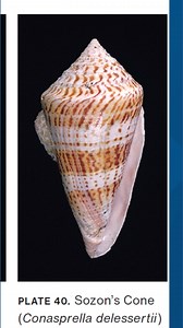Are there any venomous cone snails in North Carolina?