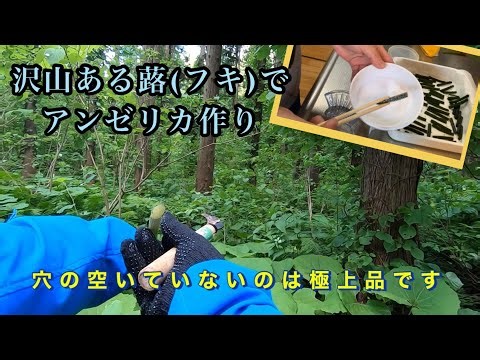 沢山ある蕗(フキ)でアンゼリカ(砂糖菓子)を作ってみた