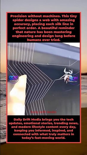 The Incredible Engineering of a Spider Web | Daily Drift Media