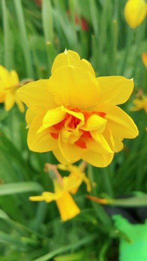 Colorful Spring Flowers in Full Bloom