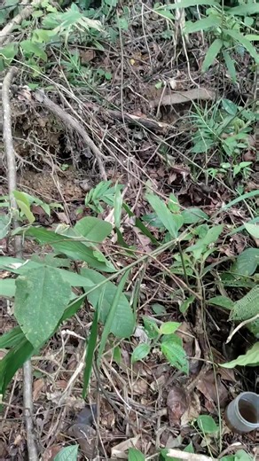 Misteri Burung Hitam Aneh di Hutan Kalimantan