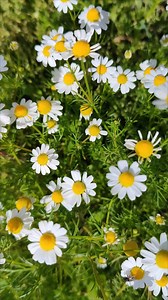 C’est la saison des fleurs ! 🌸🍃✨ 🔗 Rendez-vous sur notre site ou en agence pour profiter de nos offres : https://urlr.me/2kQrRF. | Voyages E.Leclerc