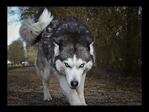 Angry Dog Growling Sound