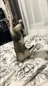 #music #electronicmusic #cat #funny #technodance #cute #minecraft #gaming