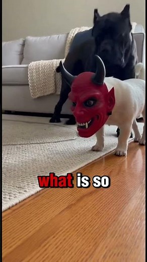 Giant cane corso dog Gets Terrified by Tiny Dog in a Skull Mask! 😱 (Funny Dog Prank)