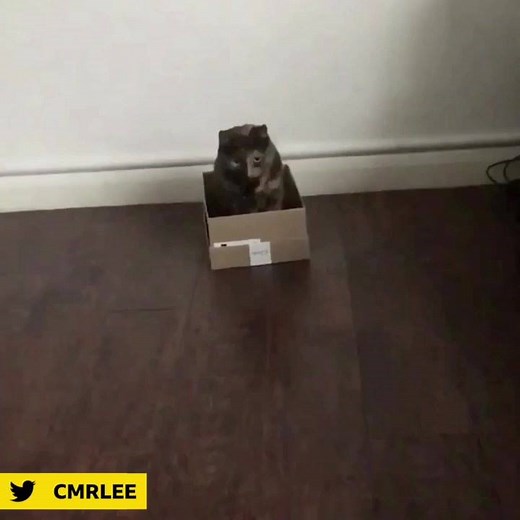 Anyone for a game of cat cricket? Look at that sweep 😻🏏 | BBC Sport