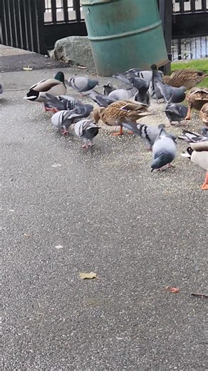 The feed was on the ground when l got there. | Linda Jean Brooks