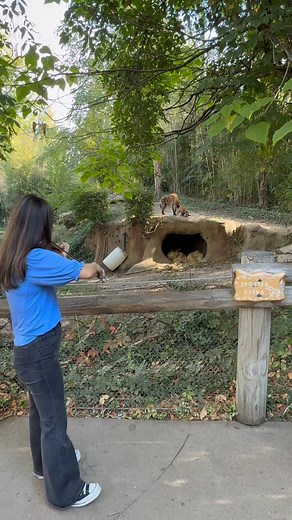 28K views · 362 reactions | These hyenas are really living the hakuna...