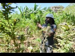 Jamaica remains largest illicit producer and exporter of marijuana in Caribbean