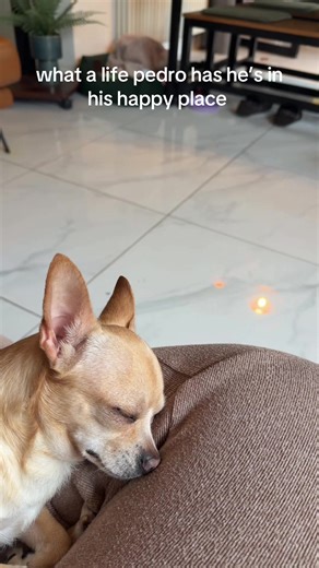 Pedro really misses me when i’m in work safe to say he’s happy today #fyp #viral #chihuahua #promua