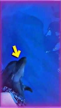 Girls Saved Injured Dolphin 🐬