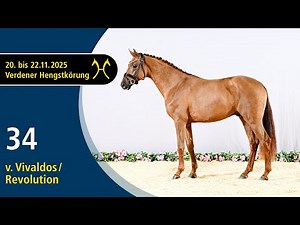 No. 34 Stallion by Vivaldos - Revolution | Verden Stallion Licensing 2025 - Dressage - Nov. 21/22