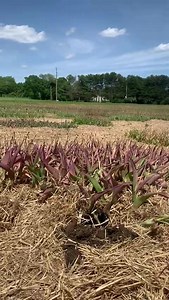 5.9K views · 86 reactions | Want to become a tulip expert? Or curious why and if you need to dig up your tulip bulbs? Watch this video and connect with us this summer via our Virtual Tulip Experience! We keep posting videos weekly! https://www.tickettailor.com/events/wickedtulips/364686 | Wicked Tulips Flower Farm | Facebook