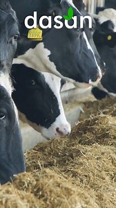 Transform your herd's health with our premium dairy feed! | Dasan