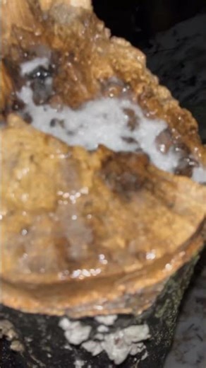 Turn Your Sound On 🔊 Ice Crunch 🧊🐶 | Tokiyo #IceCrunch#Satisfying#asmr