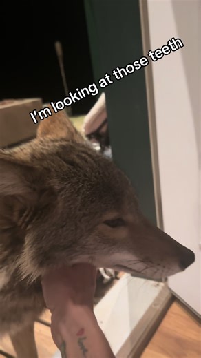 Coyotes Sharing a Meal: Teamwork in Action