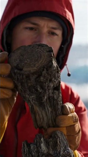 6,000-Year-Old Tree Trunks Discovered Under Melting Alpine Glaciers