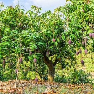 How To Keep A Mango Tree Small – Justagric