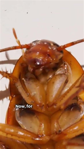 Facts you DID NOT know about COCKROACHES! 🐞🐞