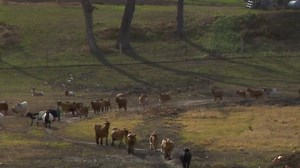 On the Map: Goofy Goat Farm