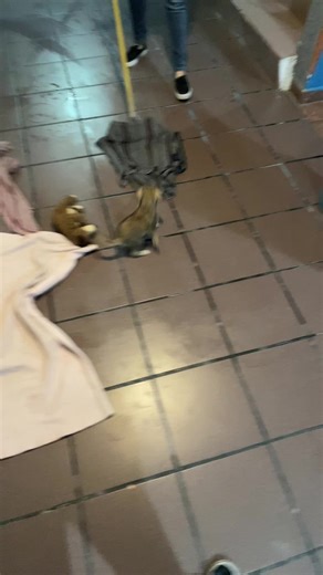 #dejametrapear #babydog #nala