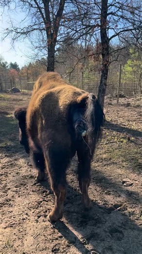 Rustic Retreat Deer Park. Thomas Mueller on Instagram: "This bison calf is seconds away from being born 🥰👍"