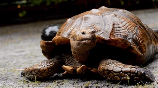 🍔🐢 It’s National Cheeseburger Day, and we’re giving a special shoutout to Cheeseburger, Flamingo Gardens’ resident African spur-thighed tortoise! He may not go for the burgers, but fresh fruits and veggies are always on his menu. Come by and say hi to this big, old charmer! #NationalCheeseburgerDay #FlamingoGardens #WildlifeAmbassador | Flamingo Gardens