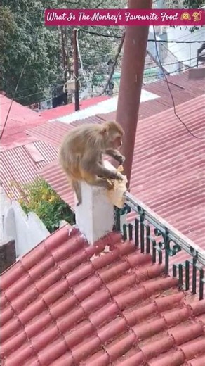 What Is The Monkey's Favourite Food 🙉🐒?