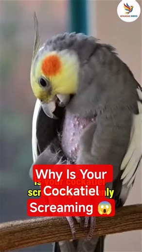 Why is your Cockatiel screaming??