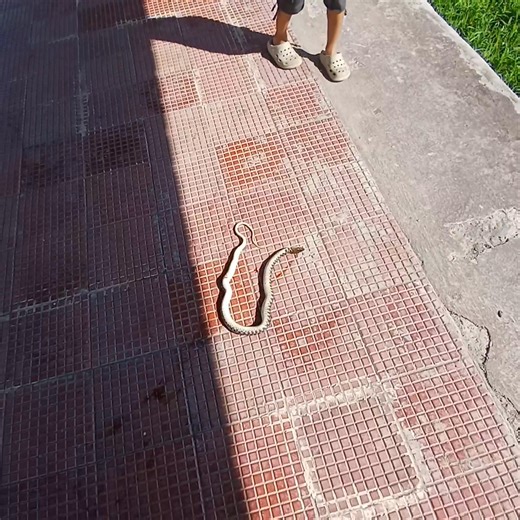 Motor boat service. Phubala Tourist Boat House | Kendrajit Pinky Moirangthem