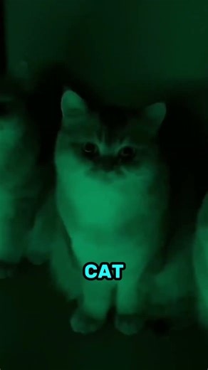 Why You Should Never Install Lights Under Your Bed😂 #cats #shorts #funny