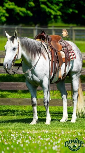 3.9K views · 42 reactions | ☘️Bowie Texas July Horse Sale☘️ ❇️ July...