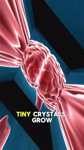 How Birds Know Where to Fly