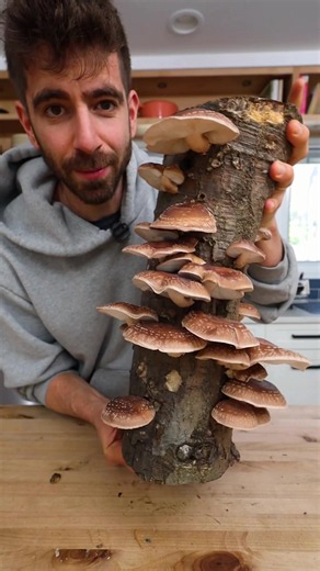Shiitake Mushroom Tamari: Homemade Liquid Umami in 3 Weeks