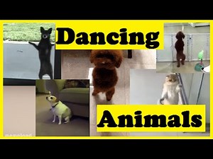 Funny Animals dancing to the beat | Compilation