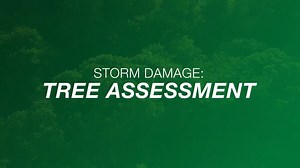 1.2K views · 26 reactions | This summer hasn't been without its share of severe weather. It's always important to assess your trees for potential damage after a storm passes. In this video, we'll share what to look out for. If you have questions or notice potentially serious storm damage to your trees, contact your local professionally trained Davey arborist to request a free consultation: https://bit.ly/3IG005n. | The Davey Tree Expert Company | Facebook