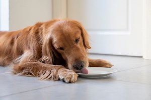 Here's why it's dangerous to let your dog lick your plate