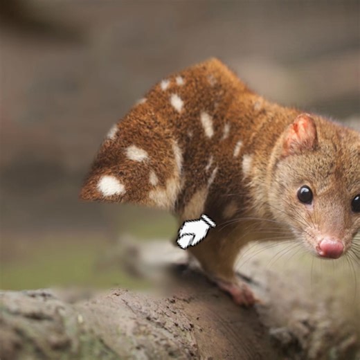 😢 Australia is in an extinction crisis, with so many precious and iconic species on the brink of extinction. The clock is ticking, and time is running out to protect our natural world. 💪 We need your help to fight for our precious nature – before it's too late. Every minute matters. 💚 On Thursday 6 March, donations to ACF are being matched dollar for dollar by a group of generous nature lovers. This means your gift of $50 will be worth $100, doubling your impact for nature 🐨=🐨🐨 📅 Sign up 