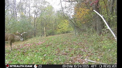 We are offering fair chase hunts!!! Here are some of the whitetails seen at our fair chase hunting blinds!!! Contact us spots are very limited!!!! | Xtreme World Class Whitetails of Ohio